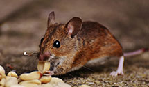 24 Hour & Emergency Exterminators in Minnesott Beach, NC